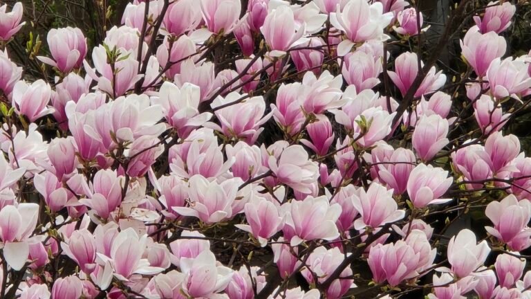Magnolia blossoms in Strasbourg near Parc de l’Orangerie with nearby residential homes